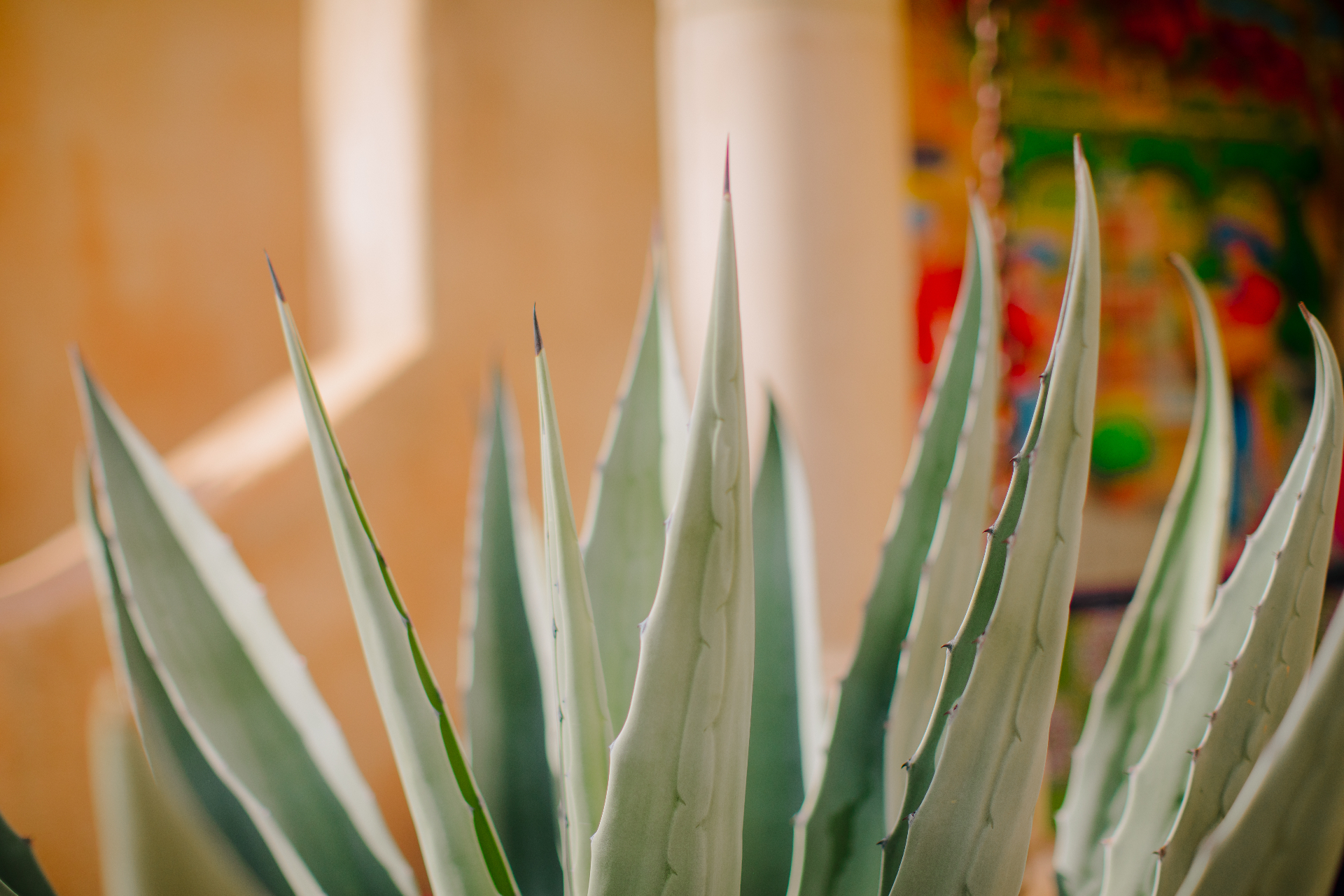 Agave plants with colorful Sedona art in the background