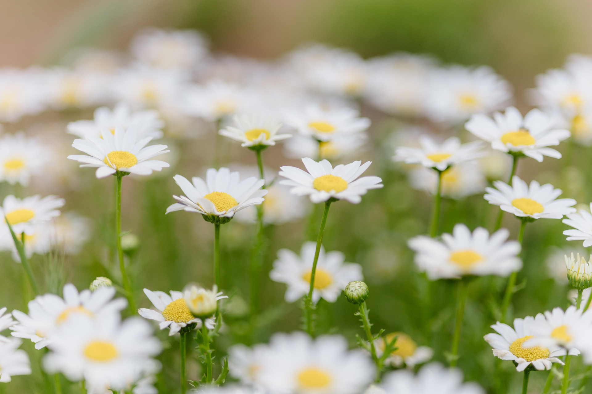 A field of white daisies blooming in the Sky Ranch Lodge botanical gardens