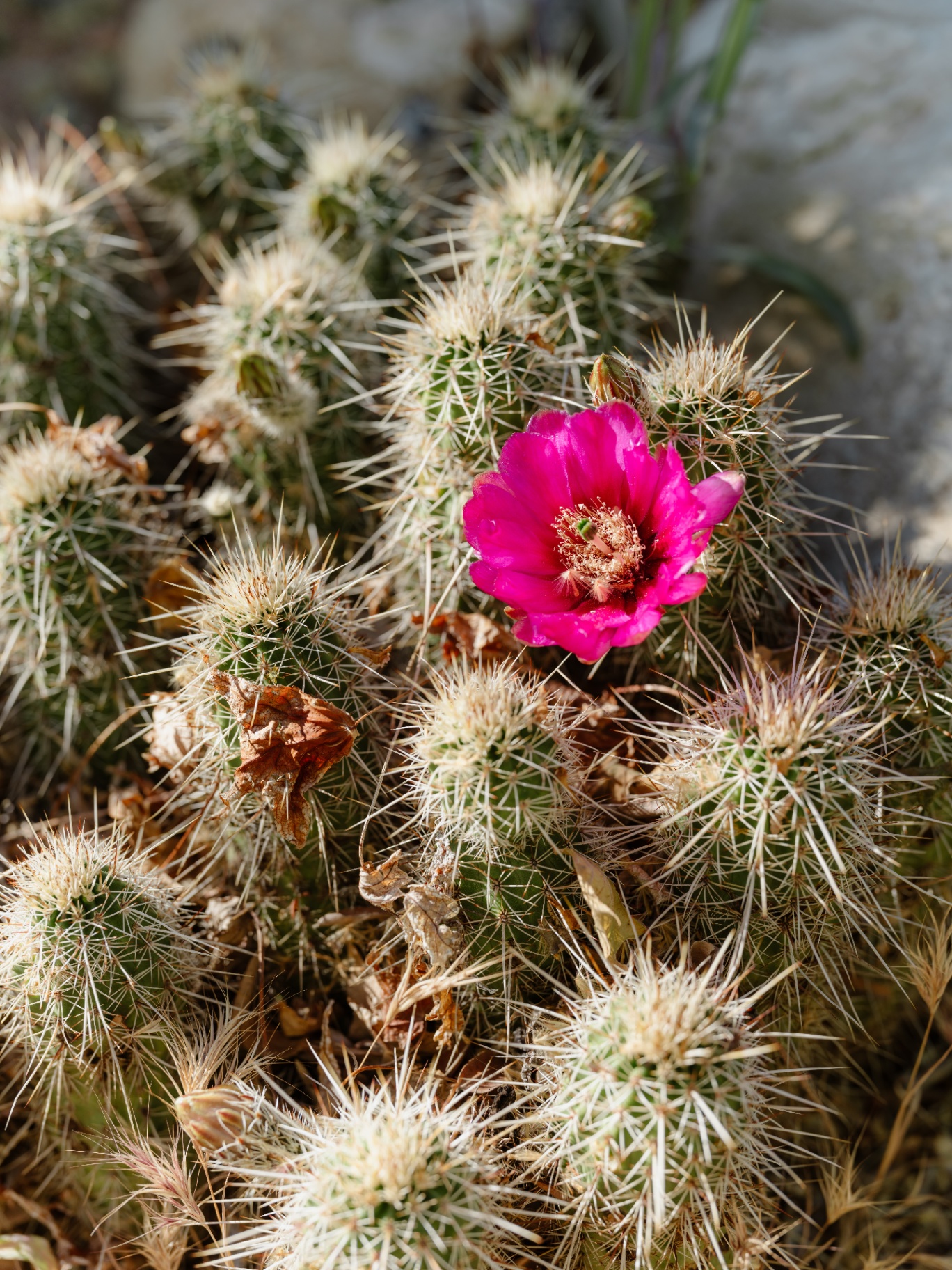 A blooming cactus among the native plants at Sky Ranch Lodge